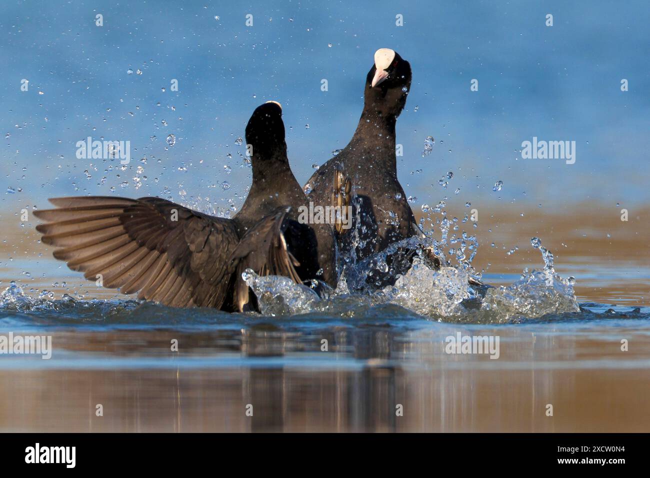 Fulica atra (Fulica atra), zwei schwarze Backen kämpfen im Wasser, Italien, Toskana Stockfoto