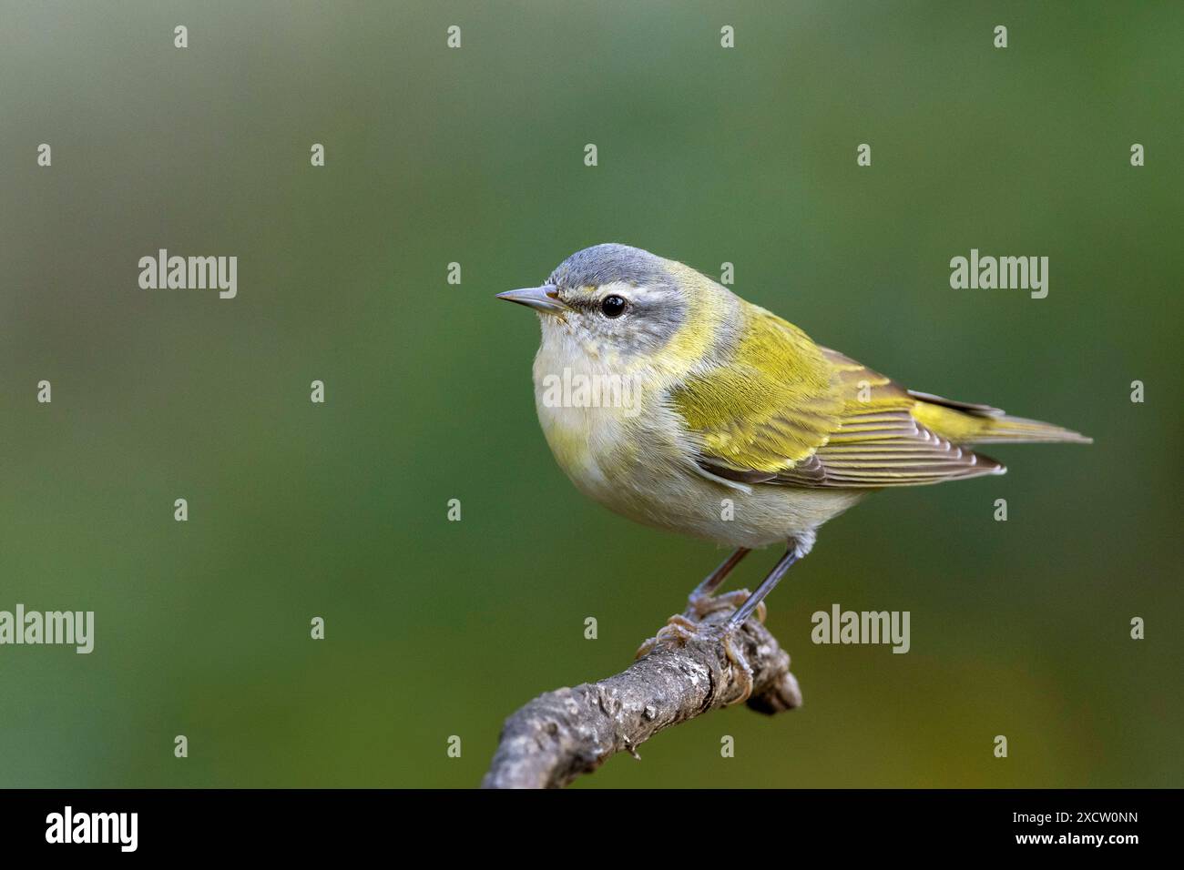 Tennessee Warbler (Leiothlypis peregrina), männlich im Zuchtkleid, sitzend auf Zweig, Costa Rica, San Gerardo de Dota Stockfoto