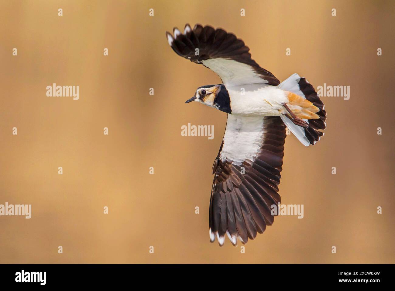 nördlicher Sturz (Vanellus vanellus), im Flug, Blick von unten, Italien, Toskana, Piana fiorentina; Stagno di Pere, Florenz Stockfoto