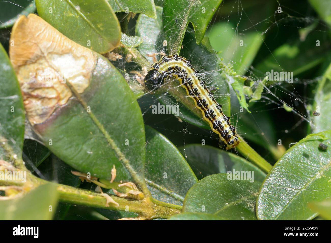 Buchsbaummotte (Glyphodes perspectalis, Cydalima perspectalis, Phacellura advenalis, Neoglyphodes perspectalis), raupe isst Buchsbaum, Schädling, Deutsch Stockfoto