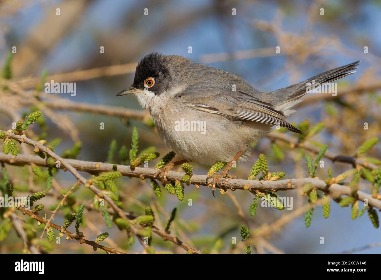 Menitis Warbler, Ménétries's Warbler (Sylvia mystacea, Curruca mystacea), männlich auf einem Ast, Seitenansicht, Kuwait, Kuwait City Stockfoto