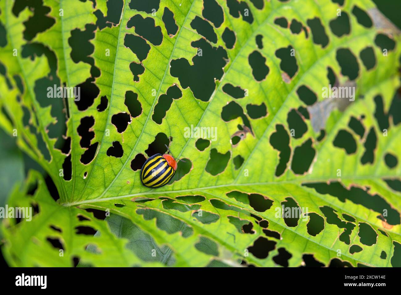 Blattkäfer (Chrysomelidae), isst Löcher in einem Blatt, Costa Rica, Guapiles Stockfoto