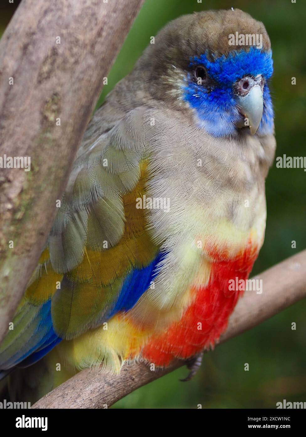 Wunderbarer, wunderbarer Großbluebonnet-Papagei in atemberaubender, lebendiger Schönheit. Stockfoto
