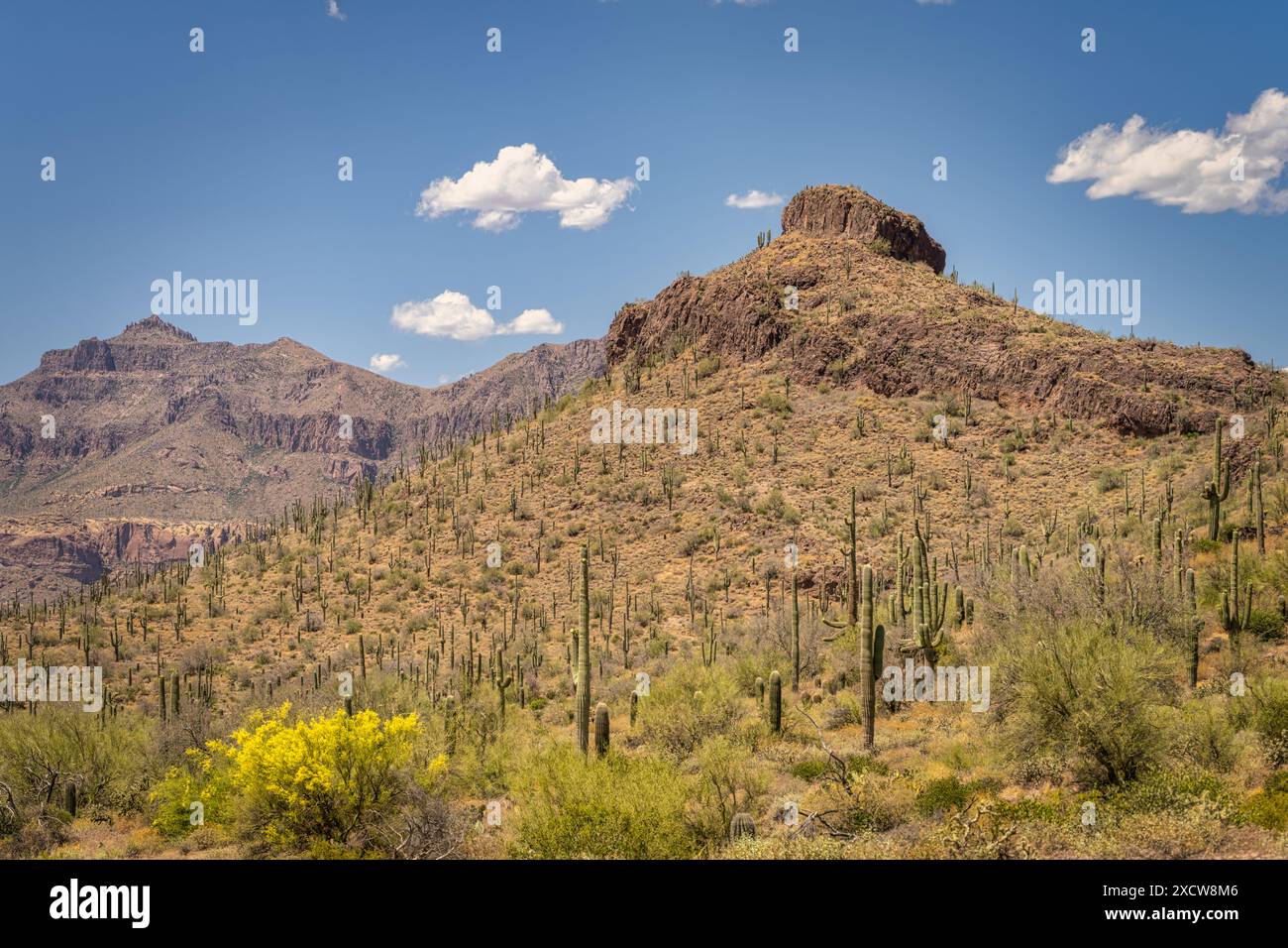 Blick auf den Peralta Regional Park in der Sonora Wüste in der Nähe von Phoenix Arizona Stockfoto