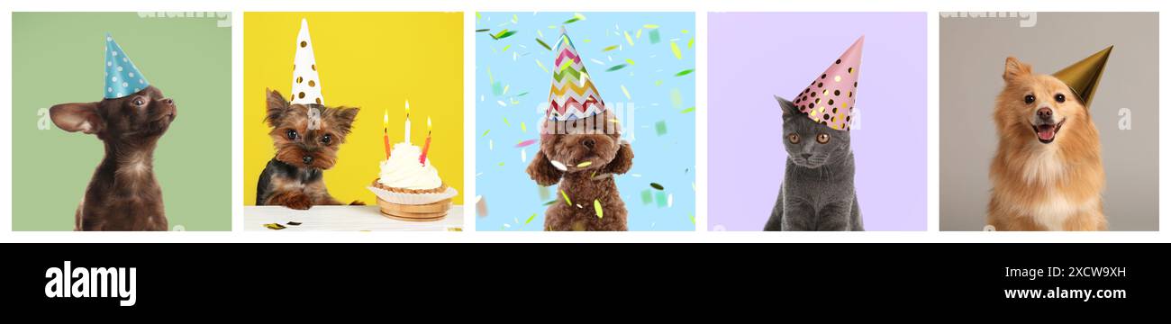 Entzückende Geburtstagskatze und Hunde in Partyhüten auf verschiedenfarbigen Hintergründen, Collage von Porträts Stockfoto