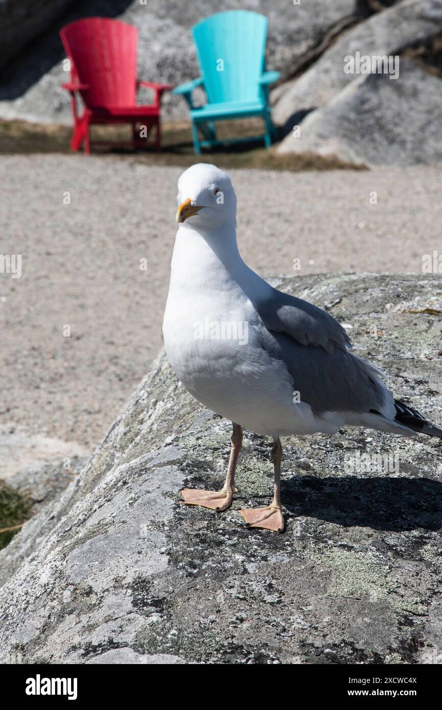 Große Möwe mit schwarzem Rücken, die auf einem Felsen in Peggy's Cove, Nova Scotia, Kanada steht Stockfoto