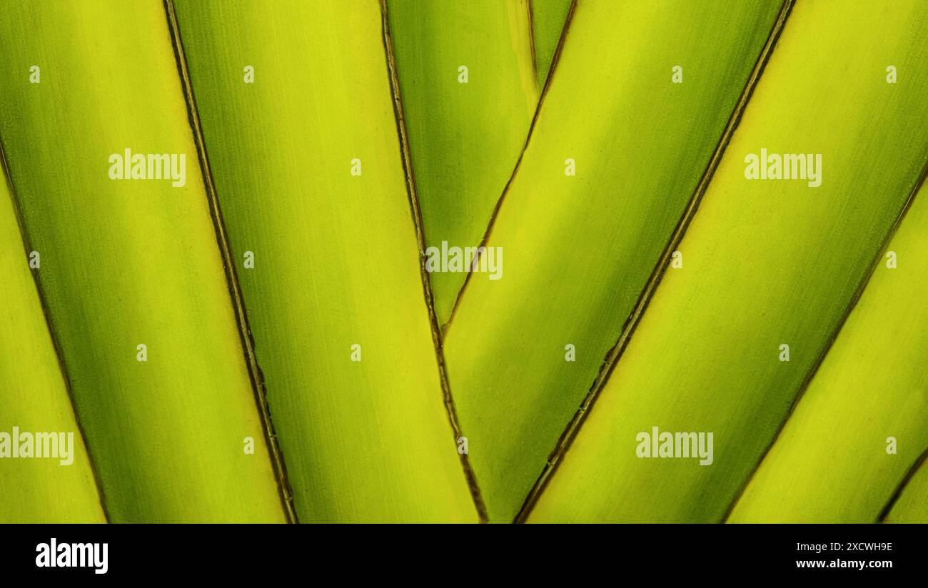 Makrofotografie. Abstrakter Hintergrund Natur Palmenstamm Stockfoto