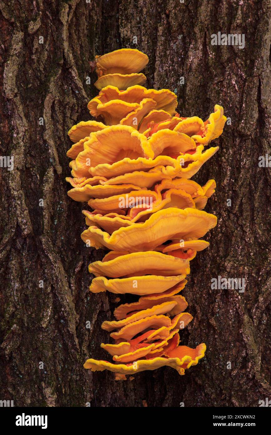 Schwefel-Schelfpilz, Laetiporos sulfonus, wächst auf der nördlichen Roteiche Stockfoto
