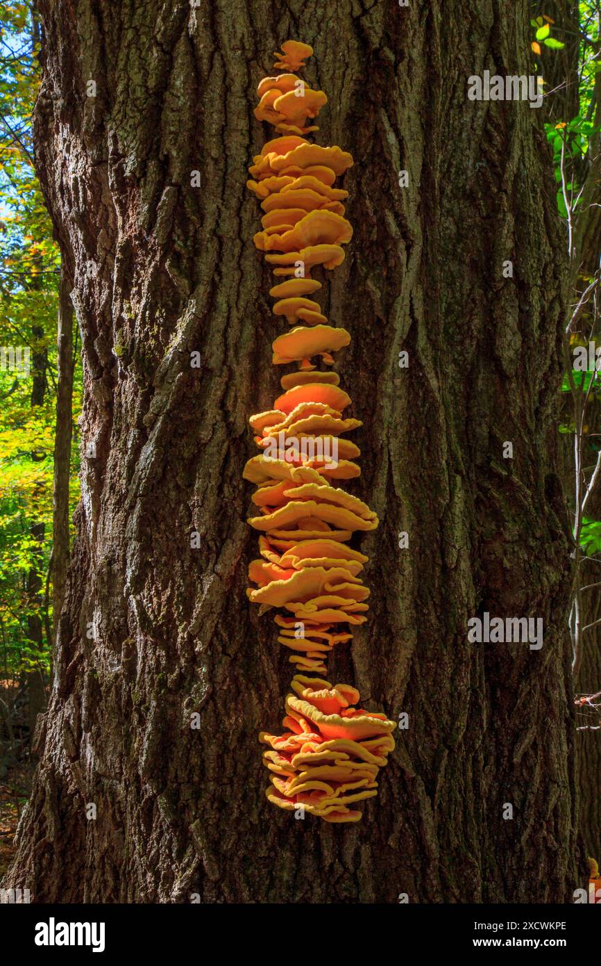 Schwefel-Schelfpilz, Laetiporos sulfonus, wächst auf der nördlichen Roteiche Stockfoto