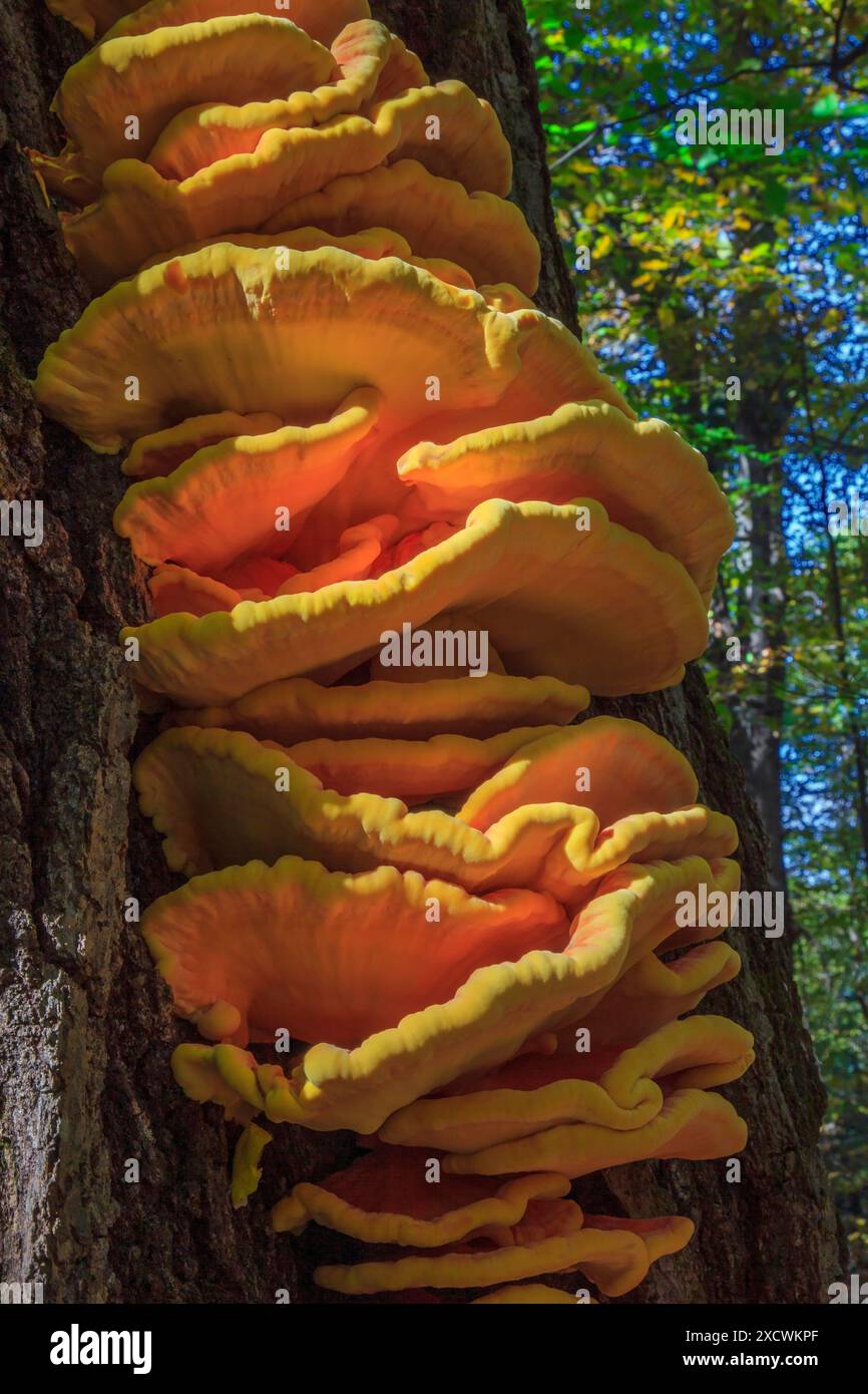 Schwefel-Schelfpilz, Laetiporos sulfonus, wächst auf der nördlichen Roteiche Stockfoto