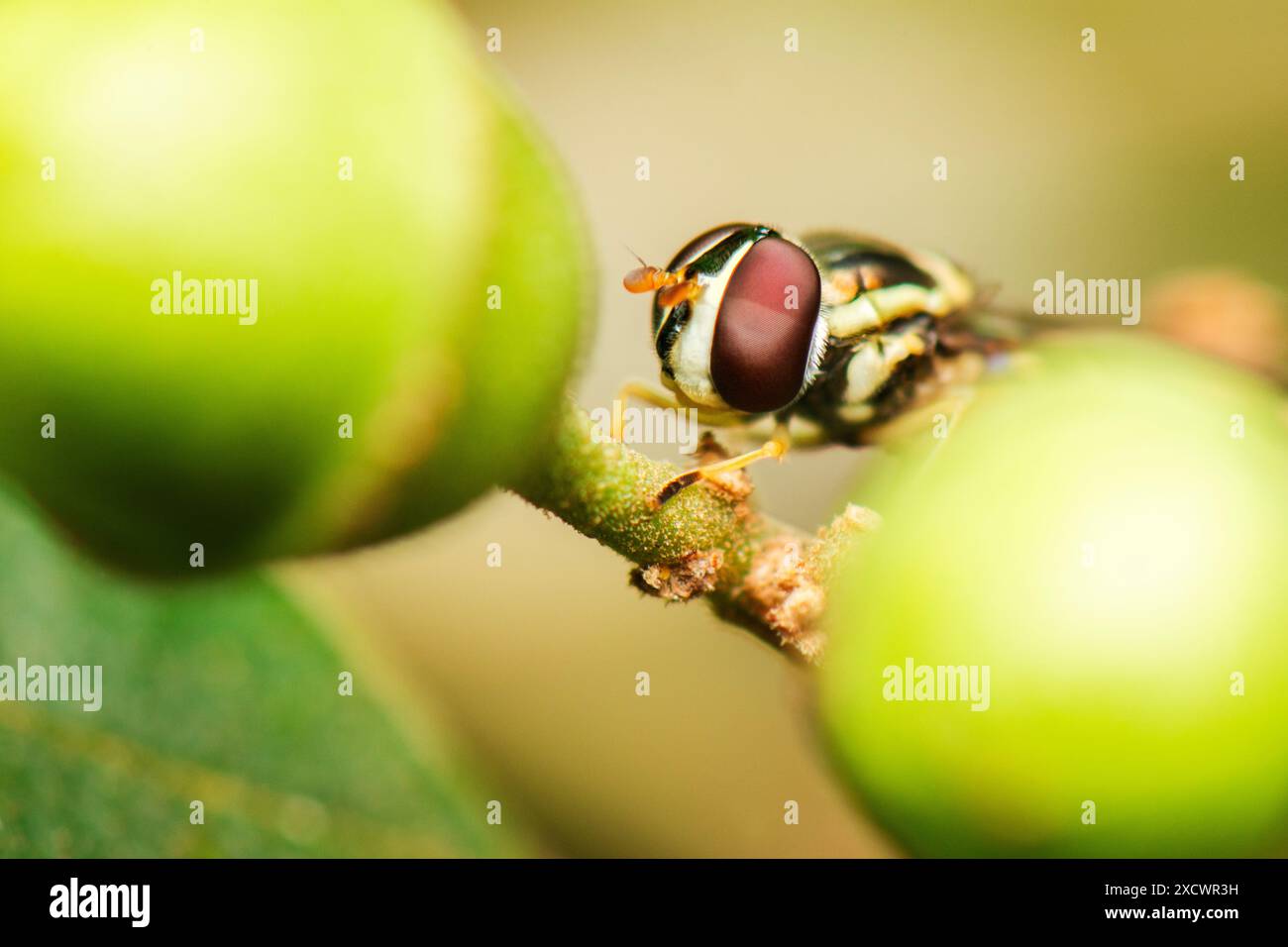 Hoverflies, auch bekannt als Blumenfliegen oder Syrphiden, bilden die Insektenfamilie Syrphidae. Wie ihr gebräuchlicher Name schon vermuten lässt, werden sie oft in der Schwebe oder gesehen Stockfoto