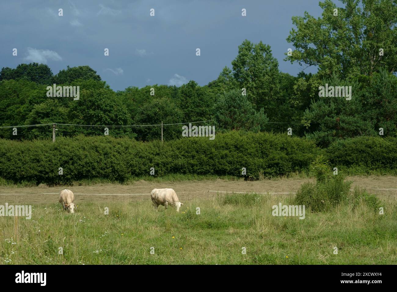 Zwei Milchkühe auf dem ländlichen Bauernhof, die unter bedrohlichen dunklen Wolken weiden, Komitat zala ungarn Stockfoto
