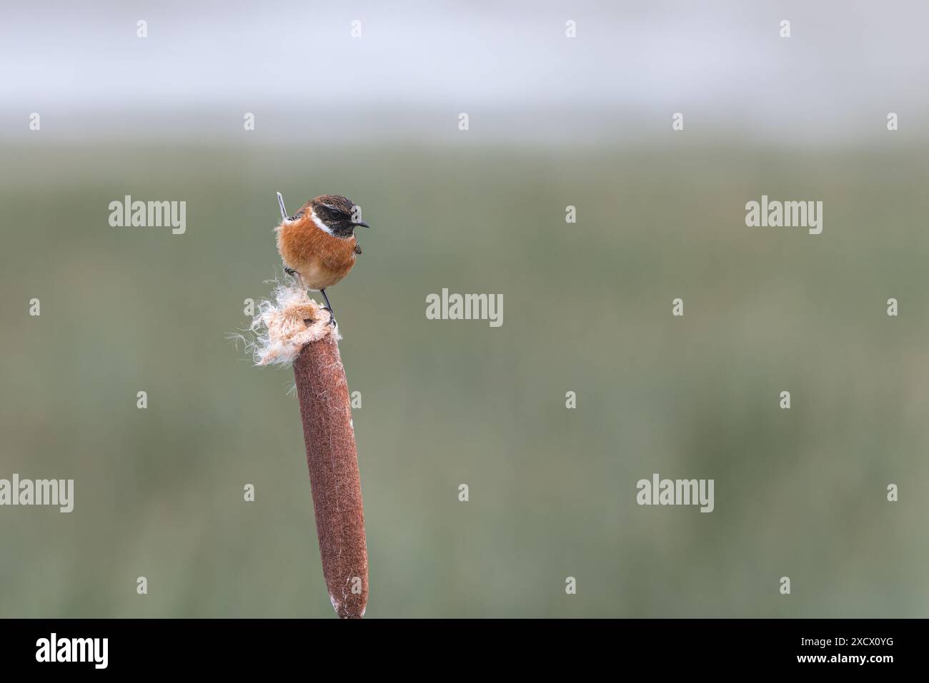 Europäischer Stonechat (Saxicola rubicola) auf Bullrushkopf Stockfoto