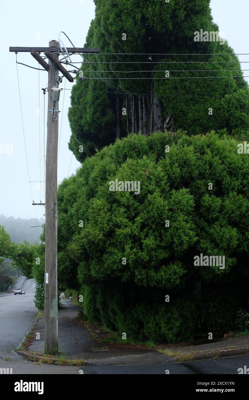 Strommasten und Stromleitungen, die an hohen Nadelbäumen vorbei sind, die stark zurückgeschnitten wurden, um Stromleitungen in einer Vorstadtstraße in Katoomba zu ermöglichen Stockfoto