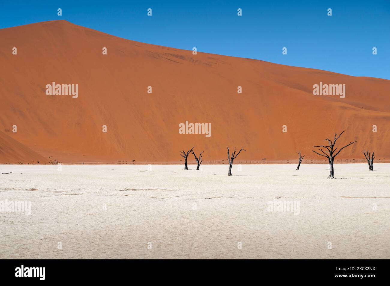 Helle Deadvlei Landschaft mit vielen toten Bäumen und roten Sanddünen in Namibia Stockfoto