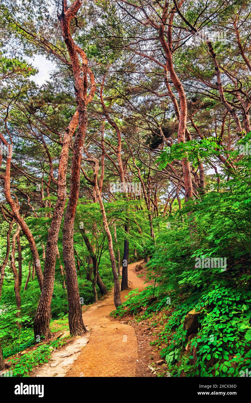 Wald auf dem Paldalsan-Berg in der Hwaseong-Festung in Suwon, Südkorea Stockfoto