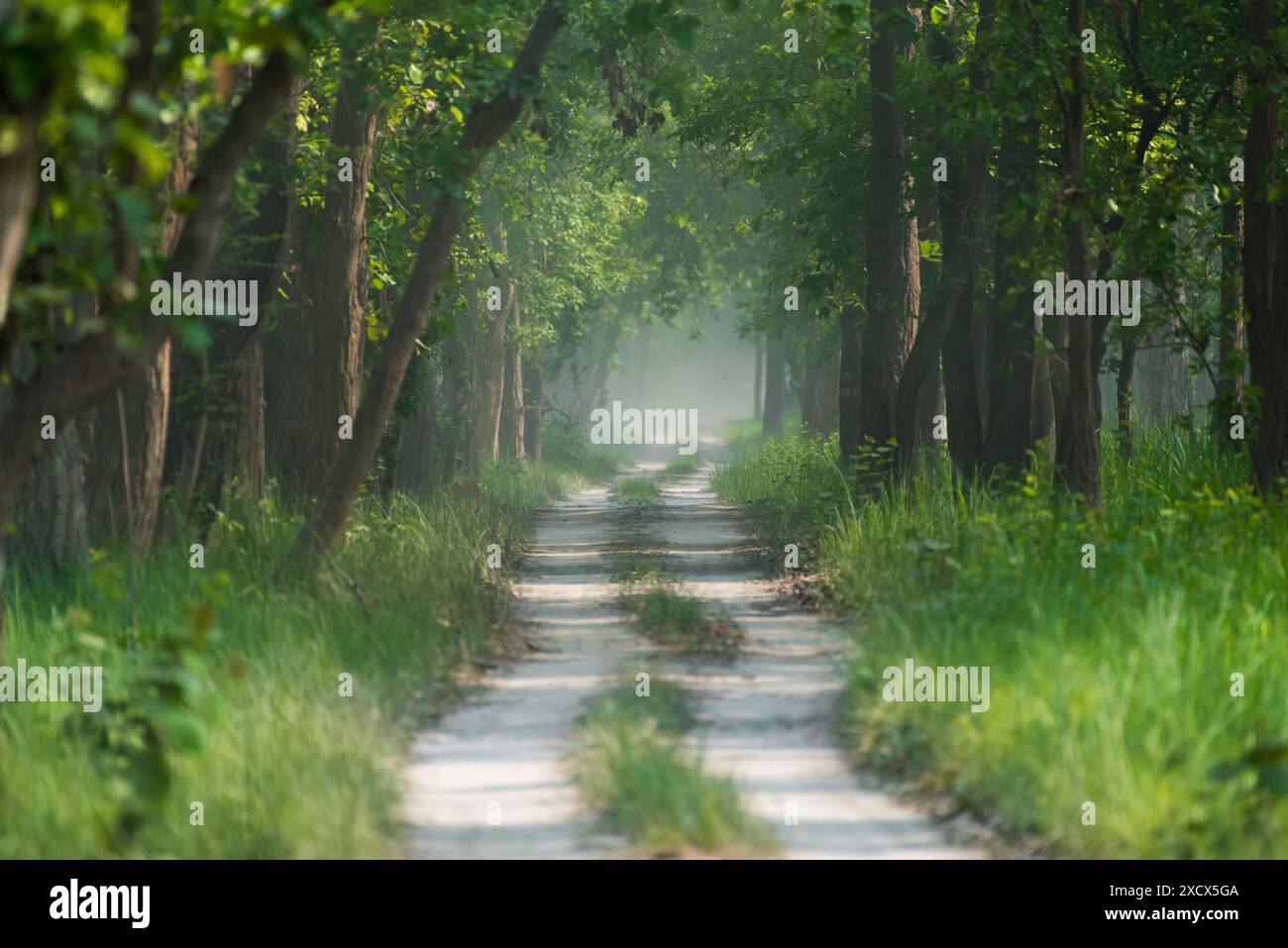 Pfad in den tiefen Wald. Stockfoto