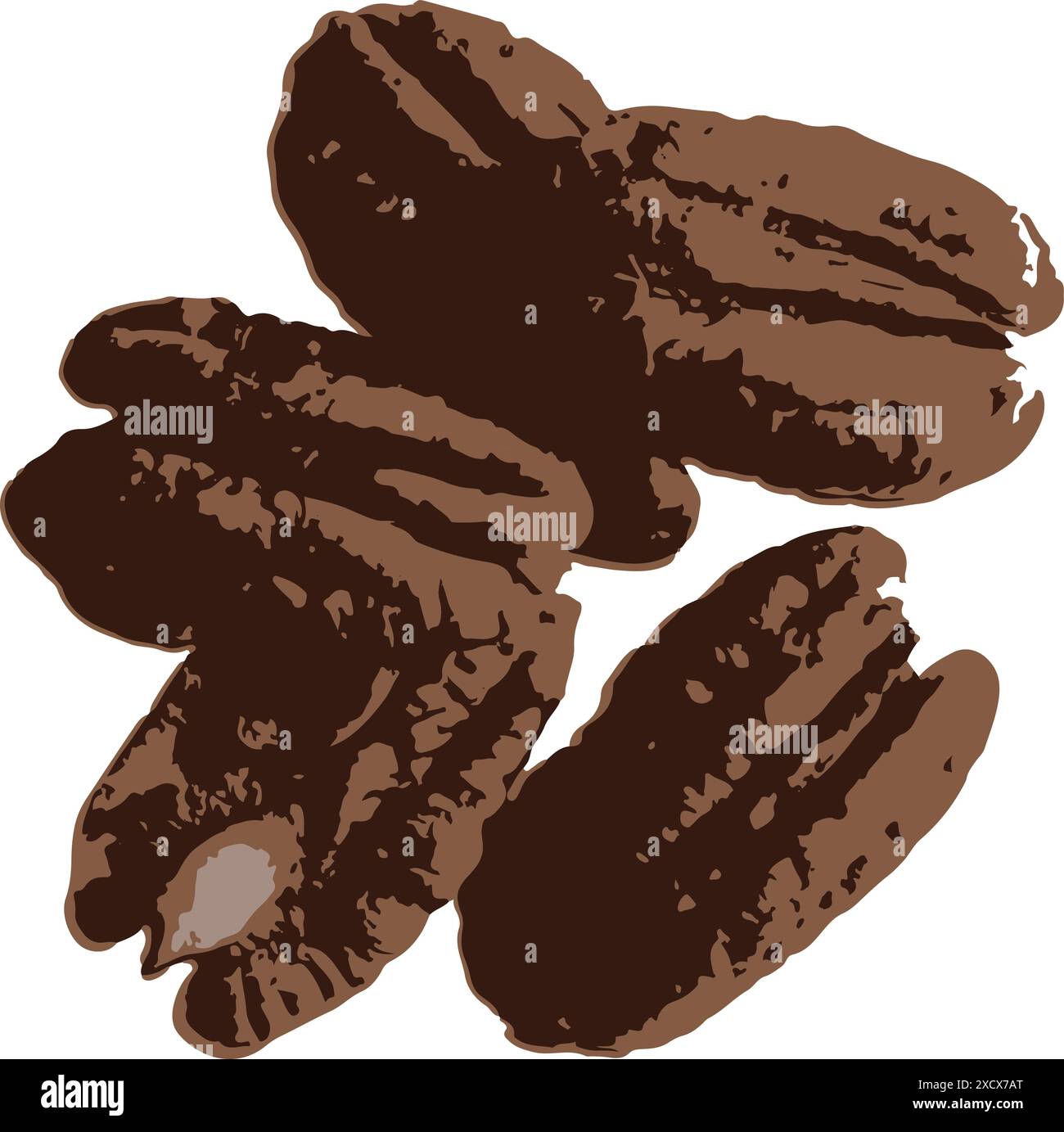 Eine Illustration einer Pekannuss, die ihre unverwechselbare Form und Textur hervorhebt, perfekt für die Darstellung von Nüssen in der Küche Stock Vektor