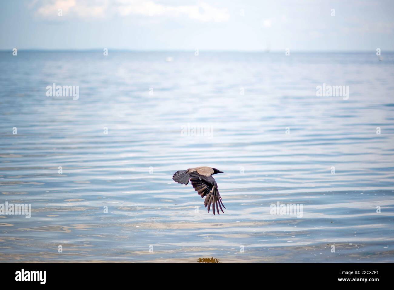 Blick auf den Badestrand am Stettiner Haff in Vorpommern nahe der polnischen Grenze. Die Region gehört noch zu den ruhigen Urlauberregionen in Mecklenburg-Vorpommern. Uckermeunde *** Blick auf den Strand am Stettiner Haff in Vorpommern nahe der polnischen Grenze die Region ist noch immer eine der ruhigen Urlaubsregionen in Mecklenburg-Vorpommern Uckermeunde Copyright: FrankxHormannx/xnordlicht Stockfoto