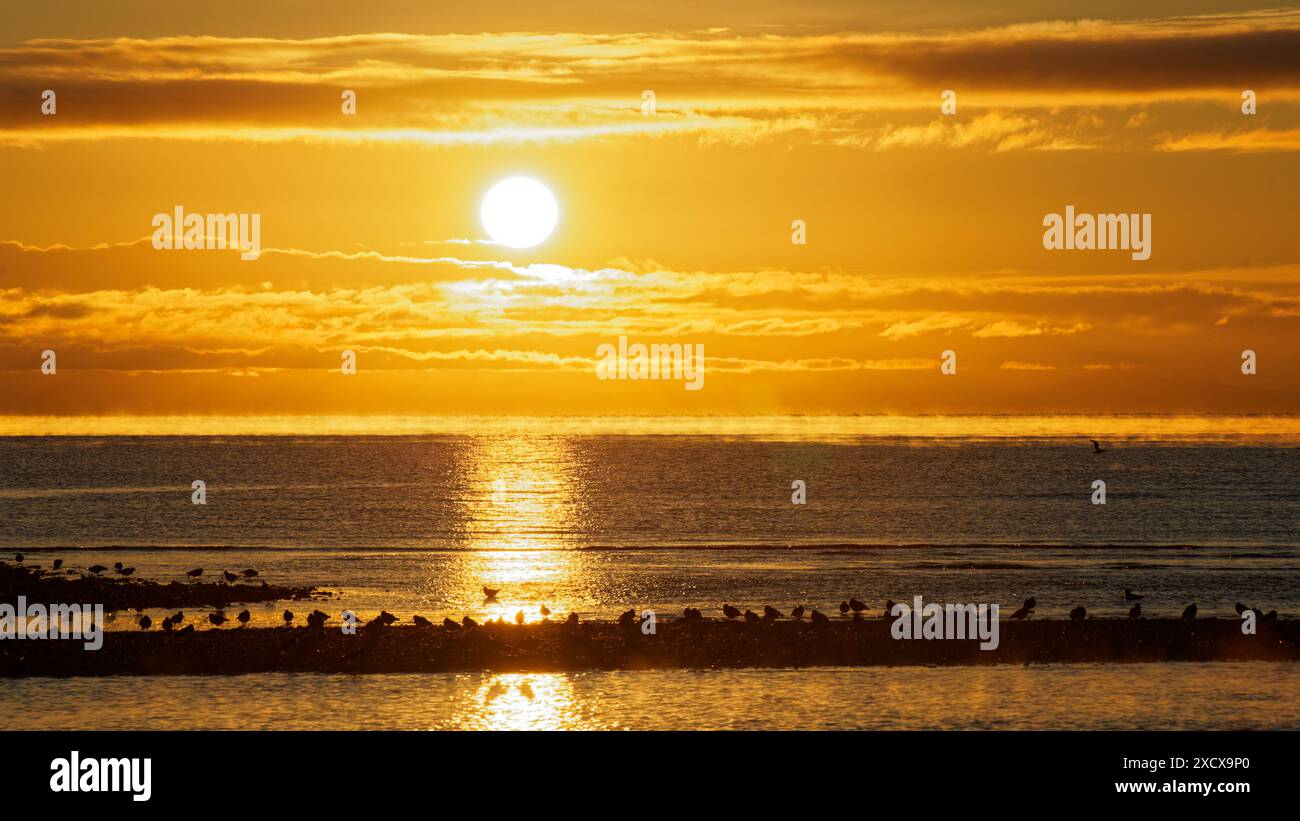Austernfänger, die vom Sonnenaufgang beleuchtet werden, in Kumeras, Motueka, Tasman District, Südinsel, Aotearoa / Neuseeland. Stockfoto