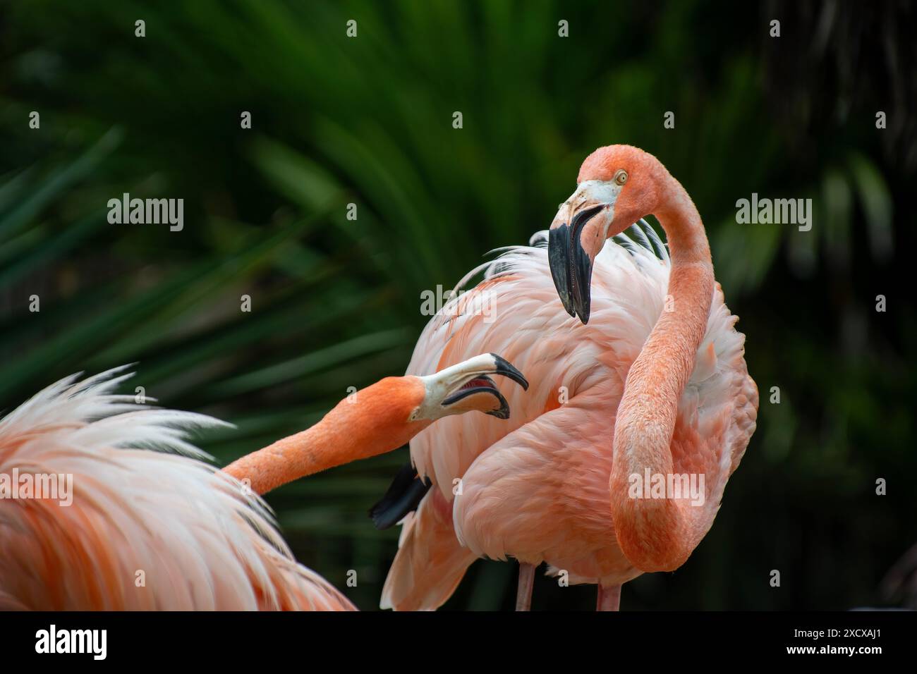 Die beiden rosa Flamingos interagieren in einer üppig grünen Umgebung Stockfoto