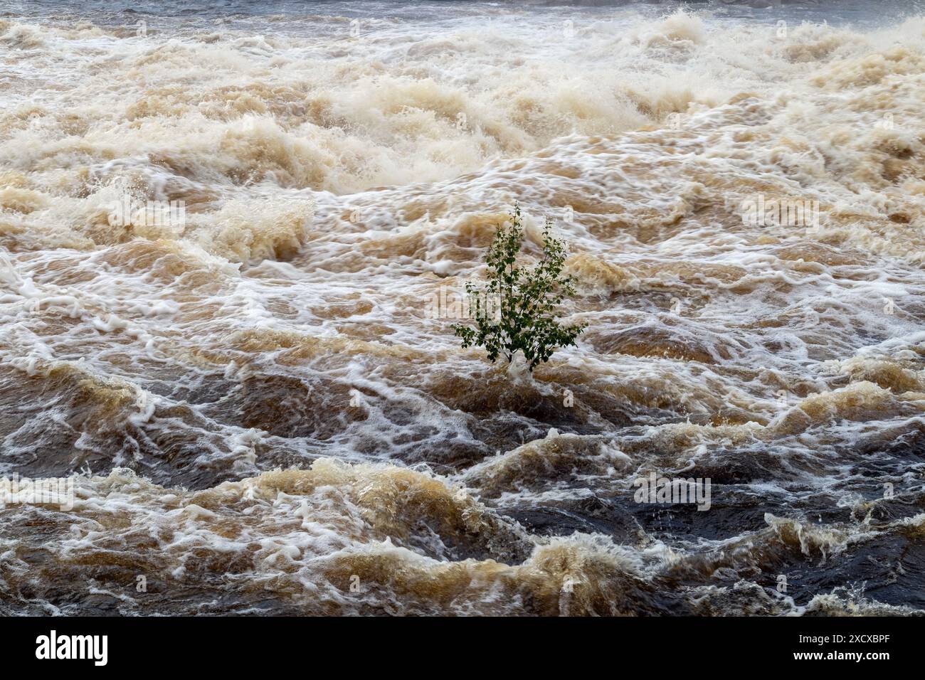 Junge Birke in fließendem Hochwasser Stockfoto