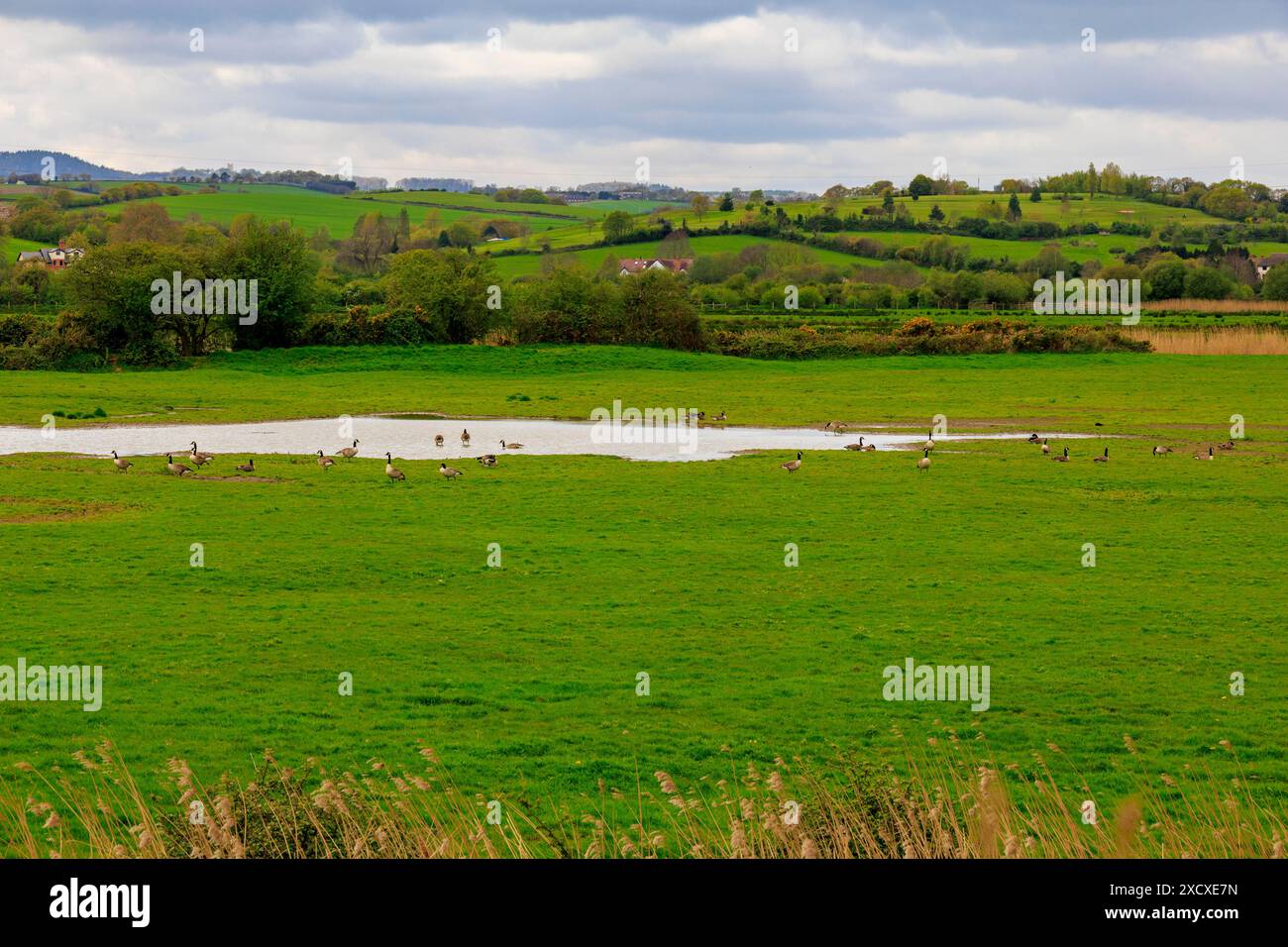 Blick auf die Kanadänse im Exminster Marshes Nature Reserve am Ufer des Flusses exe, Devon, England, Großbritannien Stockfoto