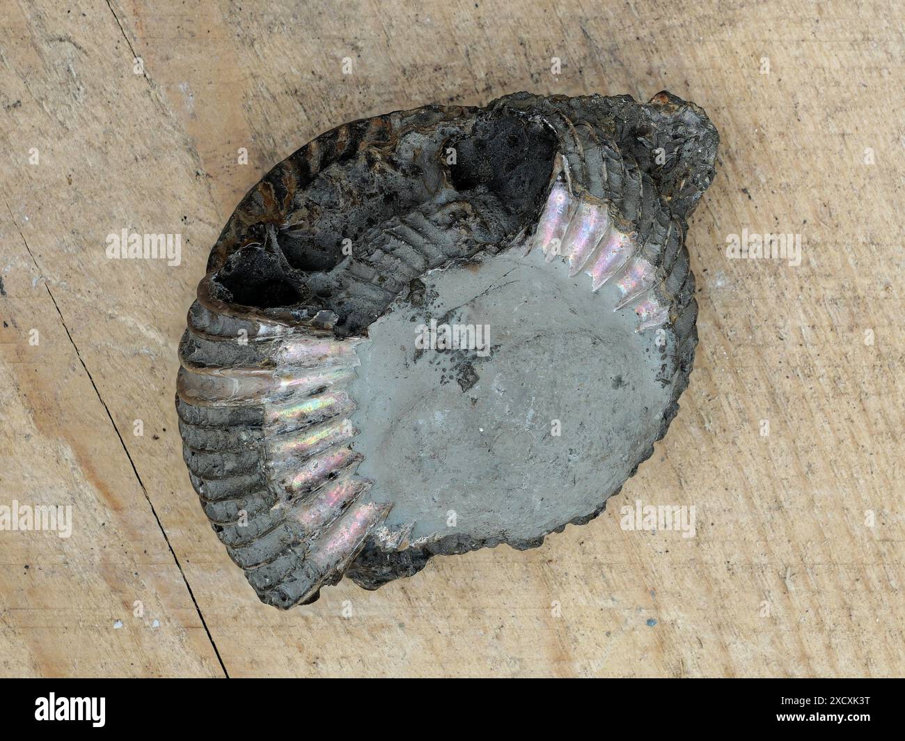 Fossiler, teilweise irisierender Ammoniit bietet Einblicke in mesozoische Meeresökosysteme und Evolutionsgeschichte, selten und wertvoll. Stockfoto