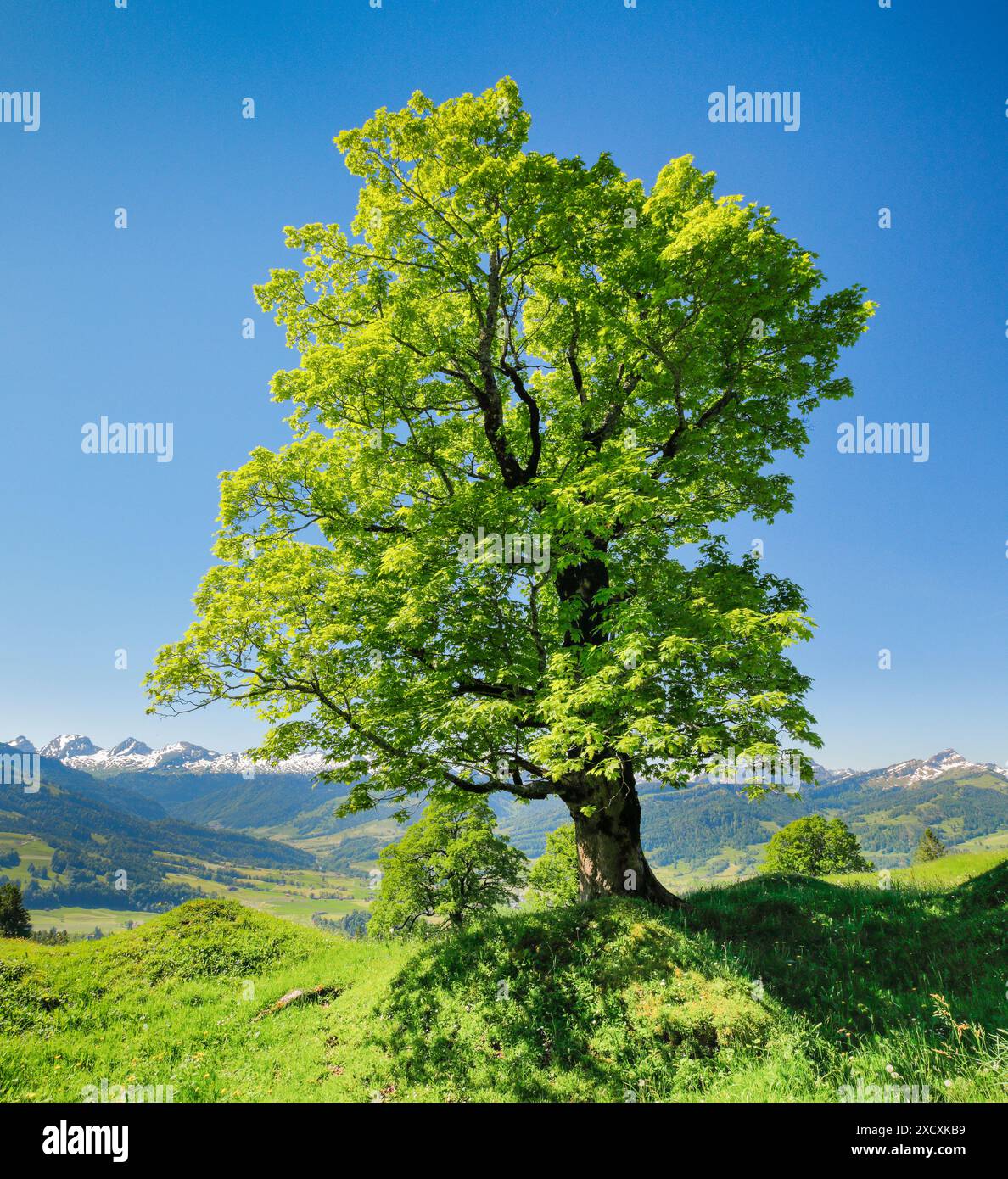 Botanik, freistehende Platane in der Bergquelle, KEINE EXKLUSIVE VERWENDUNG FÜR FALTKARTEN-GRUSSKARTEN-POSTKARTEN-NUTZUNG Stockfoto