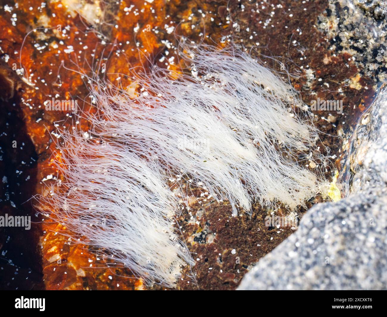 Seltsame haarähnliche Strukturen in einem Felsenbecken im Rubha Ban auf Eriskay, Äußere Hebriden, Schottland, Großbritannien. Stockfoto