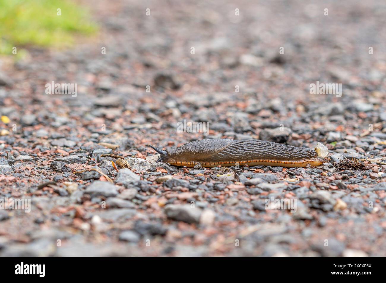 Wilde, britische Landschnecke, vollständig ausgestreckt, isoliert über einen Schotterweg kriechen. Stockfoto