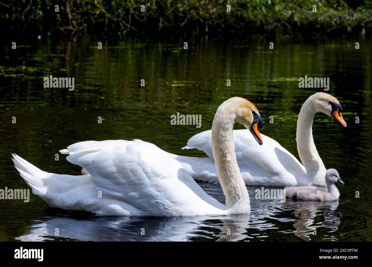 Stumme Schwan-Familie „Cygnus olor“ von Elternkolben und Stift, die mit ihrem flauschigen Baby cygnet auf dem Wasser gleiten. Friedliche Szene im Bushy Park, Dublin, Irland Stockfoto