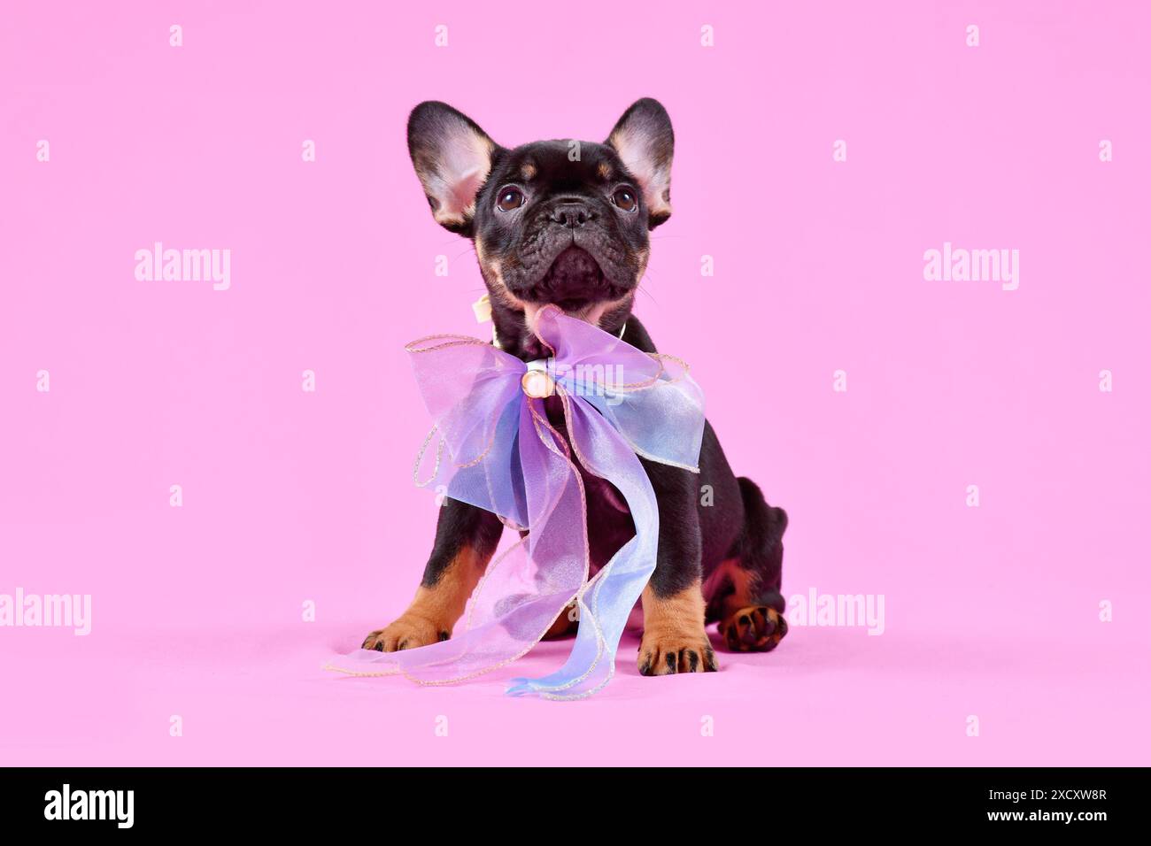 Brauner französischer Bulldog-Hündchen mit Band auf rosafarbenem Studiohintergrund Stockfoto