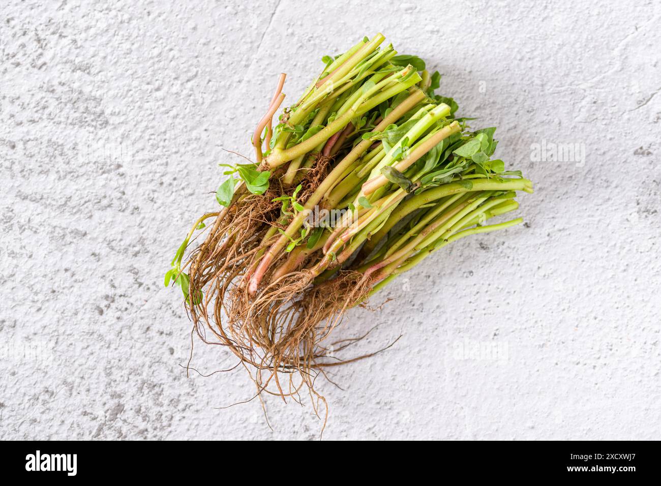 Natürliche Pleuelstiele und geerdete Wurzeln auf weißem Steintisch Stockfoto