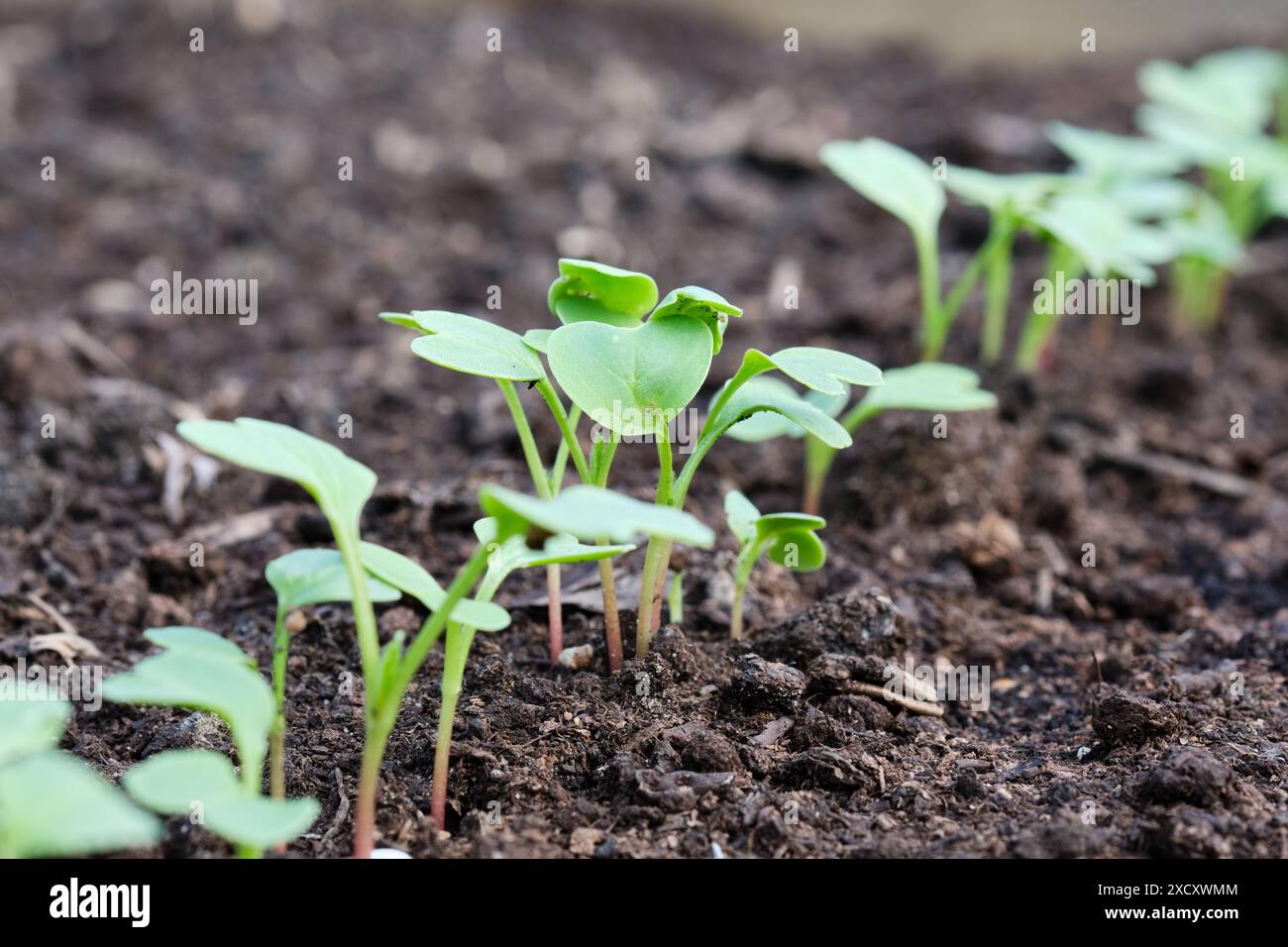 Rettich Rudi-Setzlinge wachsen in einem Hochbeet-Gemüsegarten, Großbritannien. Stockfoto