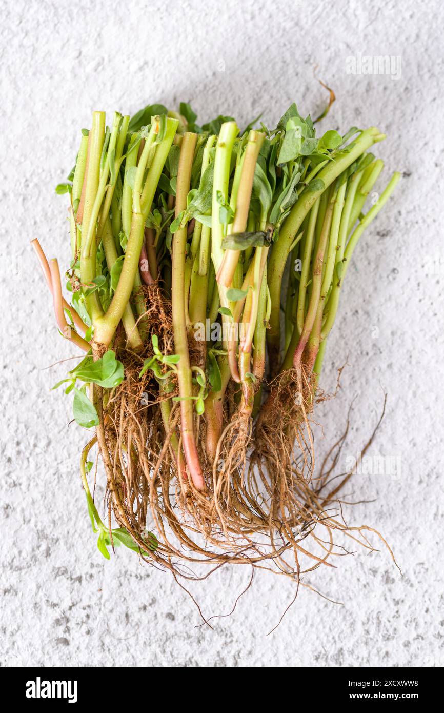 Natürliche Pleuelstiele und geerdete Wurzeln auf weißem Steintisch Stockfoto