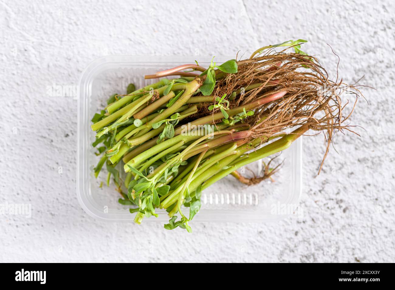 Natürliche Pleuelstiele und geerdete Wurzeln auf weißem Steintisch Stockfoto