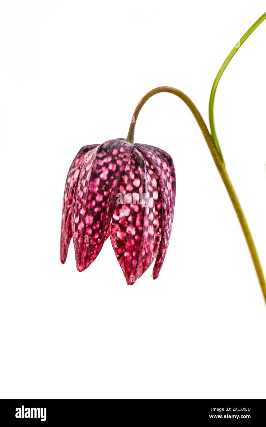 Schlangenkopf-Fritillerie blüht in einer Dorfshow. Stockfoto