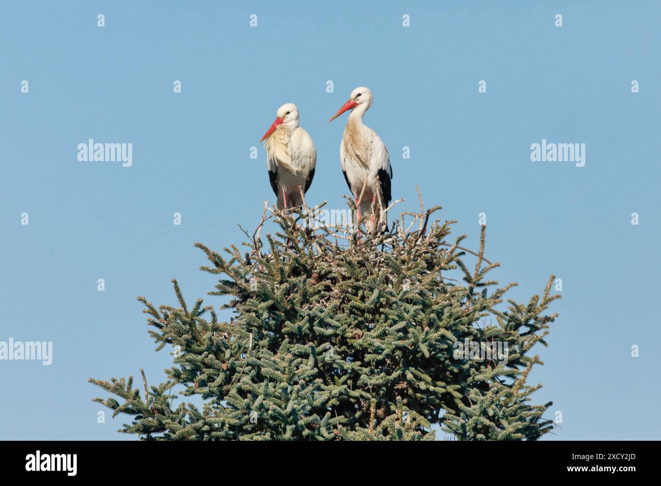 ZOOLOGIE, VÖGEL (AVES), NICHT-EXKLUSIV-VERWENDUNG FÜR FALTKARTEN-GRUSSKARTEN-POSTKARTEN-NUTZUNG Stockfoto