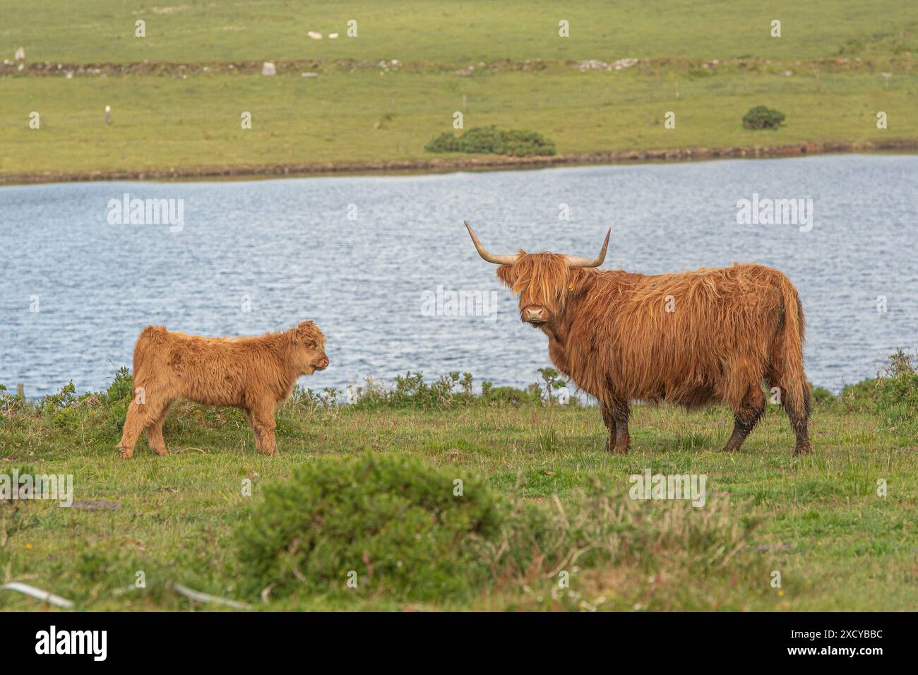 Hochlandkuh und Kalb an einem Loch Stockfoto