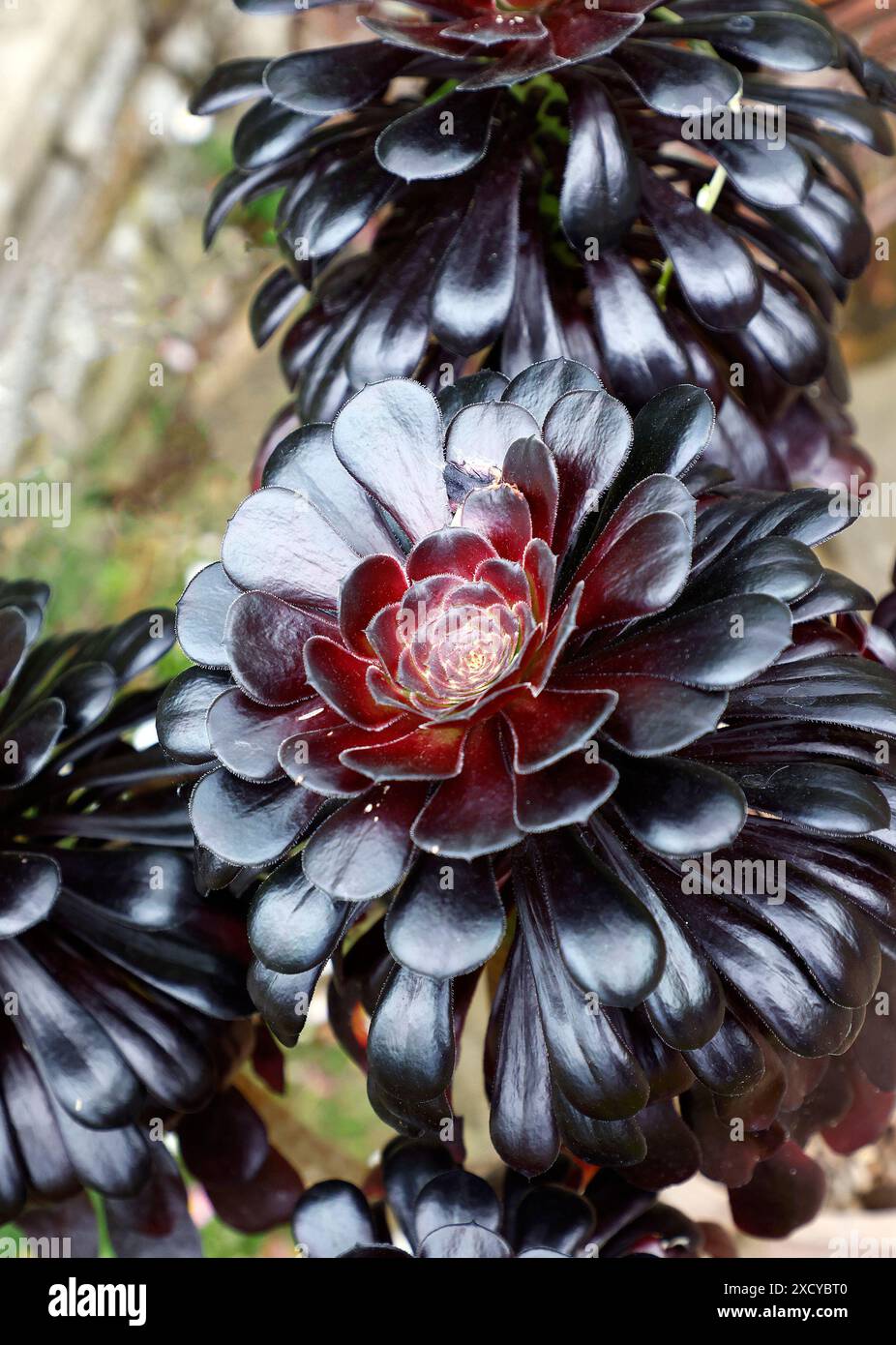 Nahaufnahme der fast schwarzen fleischigen Gartenpflanze Aeonium arboreum Schwarzkopf Stockfoto