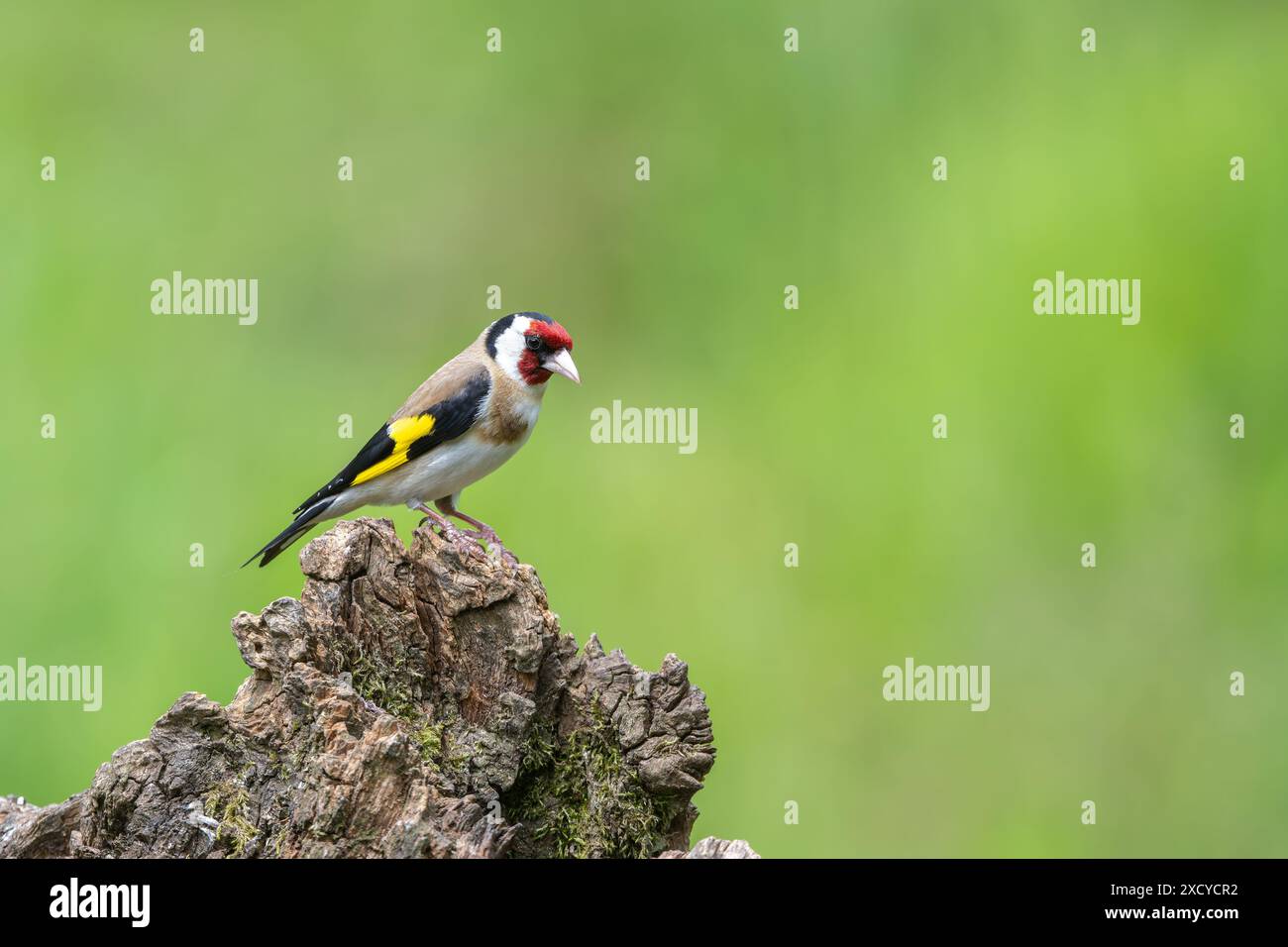 Männlicher Goldfinch, Carduelis carduelis, sitzt auf einem toten Baumstumpf Stockfoto