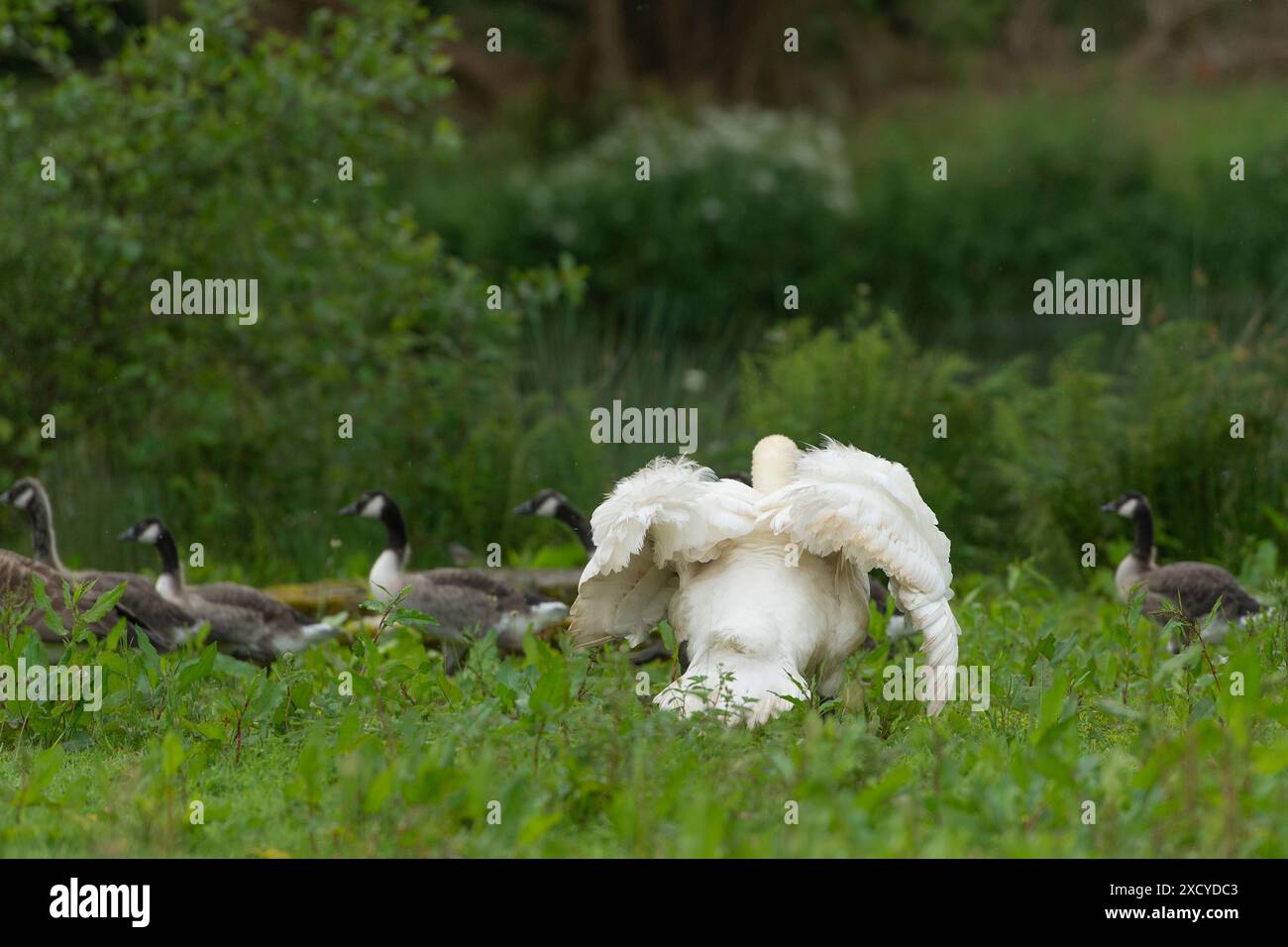 Aggressiver männlicher Schwan am Ufer, der Gänse verjagt Stockfoto