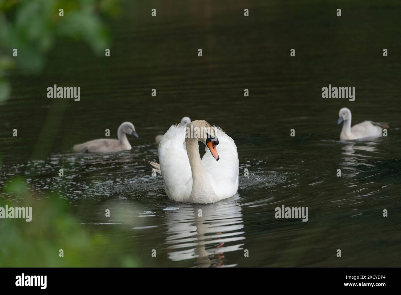 Mutter Schwan und ihre Babys schwimmen Stockfoto