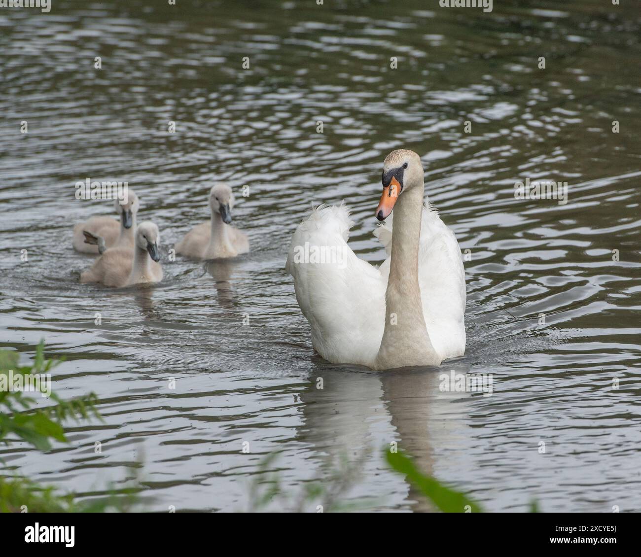 Weiblicher stummer Schwan und ihre Zygneten schwimmen Stockfoto
