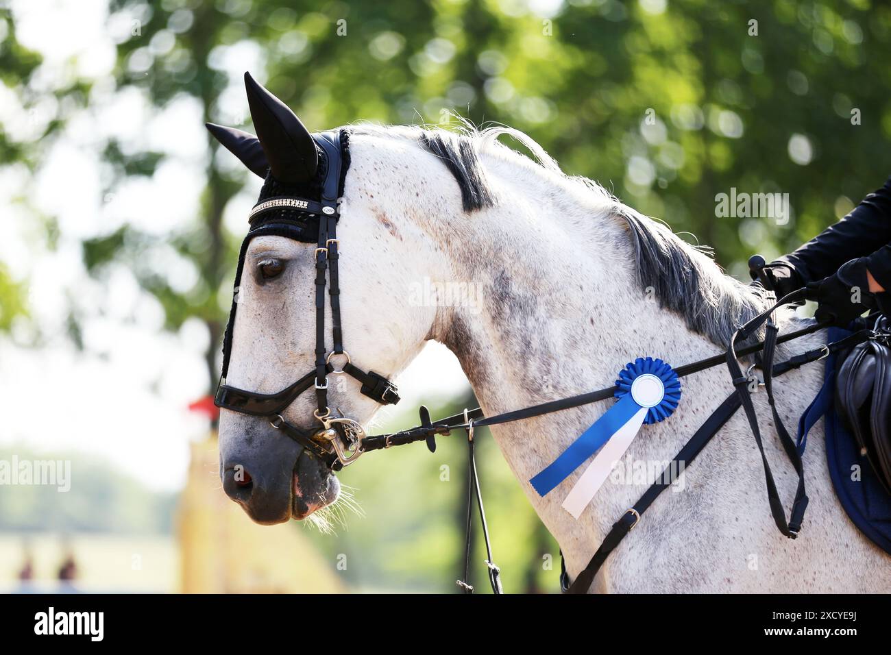 Kopf eines Springpferdes mit Rosette des Siegers im Reitwettbewerb. Pferdeband während der Gewinnerveranstaltung. Reitsport und Stockfoto