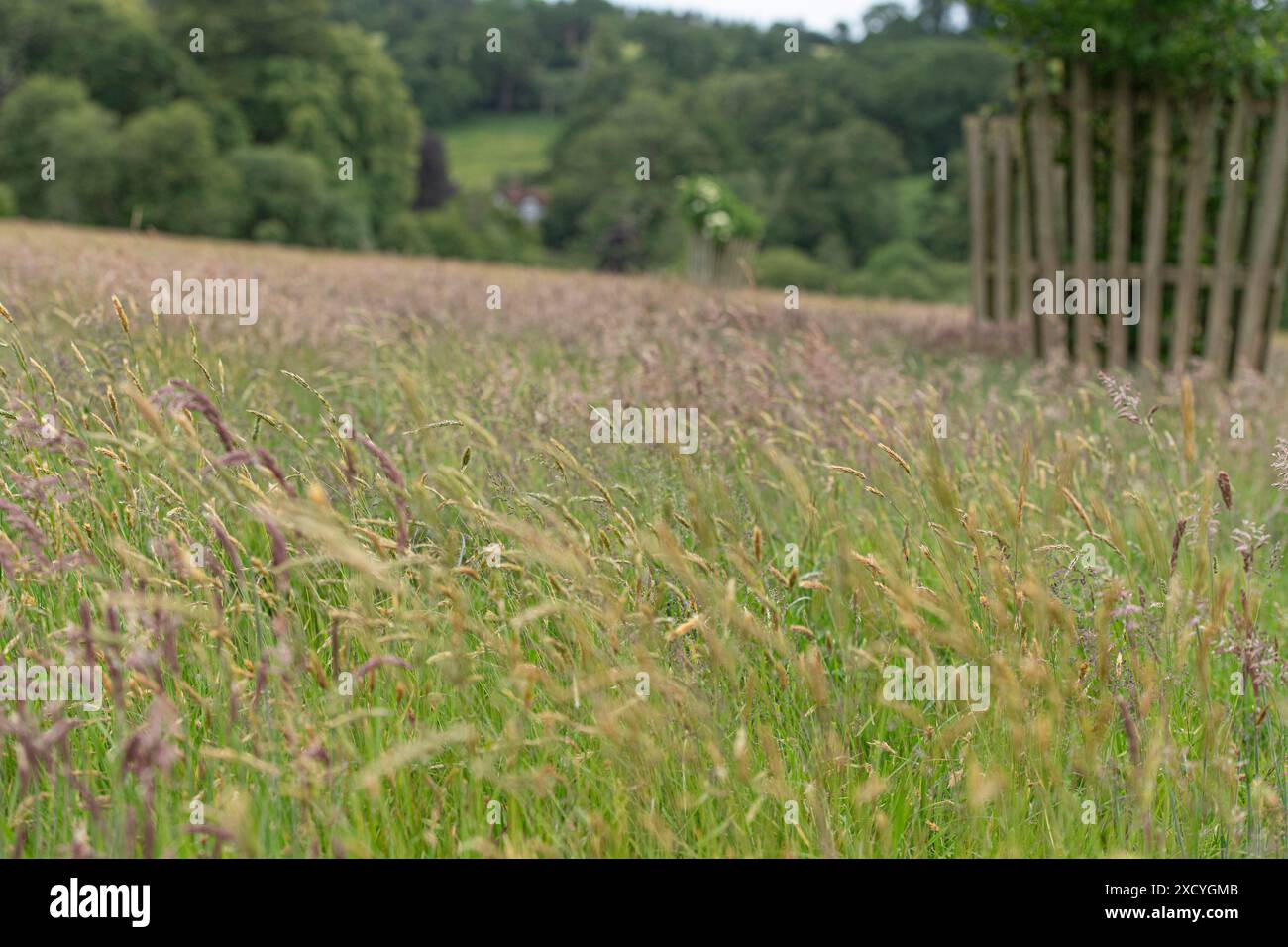 Baumwächter auf einem Heuwienfeld Stockfoto