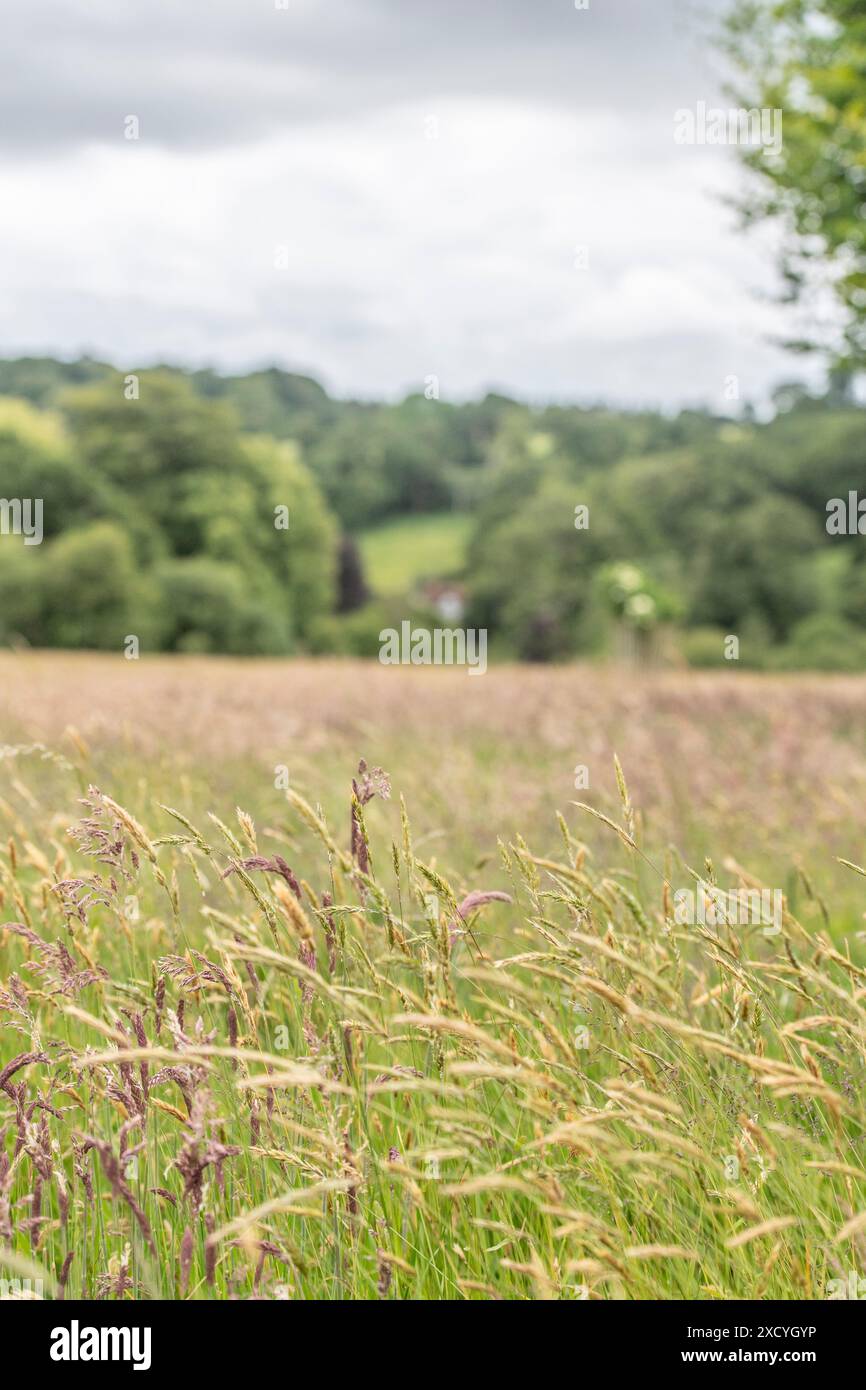 Ein Feld mit langem Gras mit unscharfem Hintergrund Stockfoto
