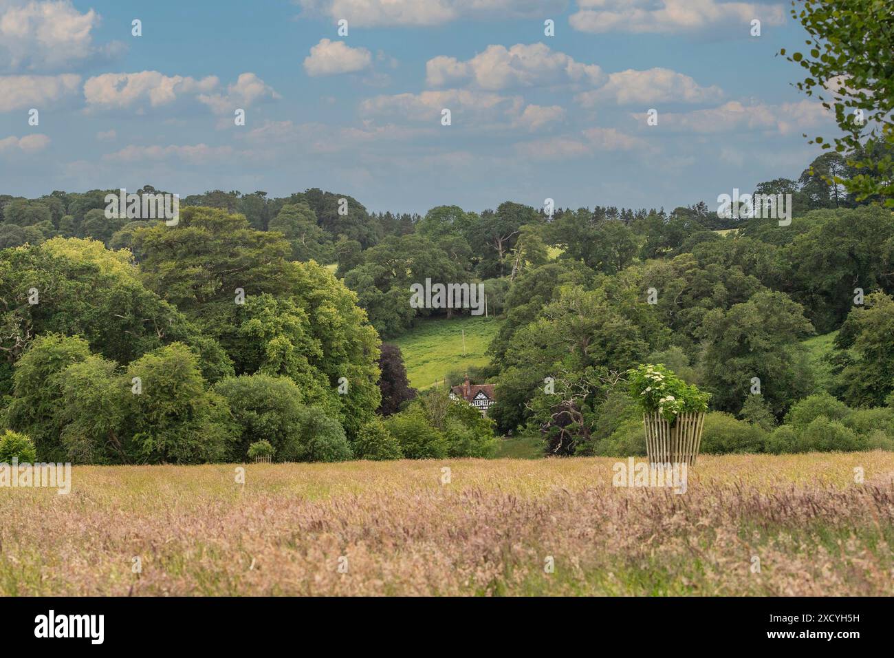 Landszene mit sommerlichem Heufeld und Waldland in Cornwall Stockfoto