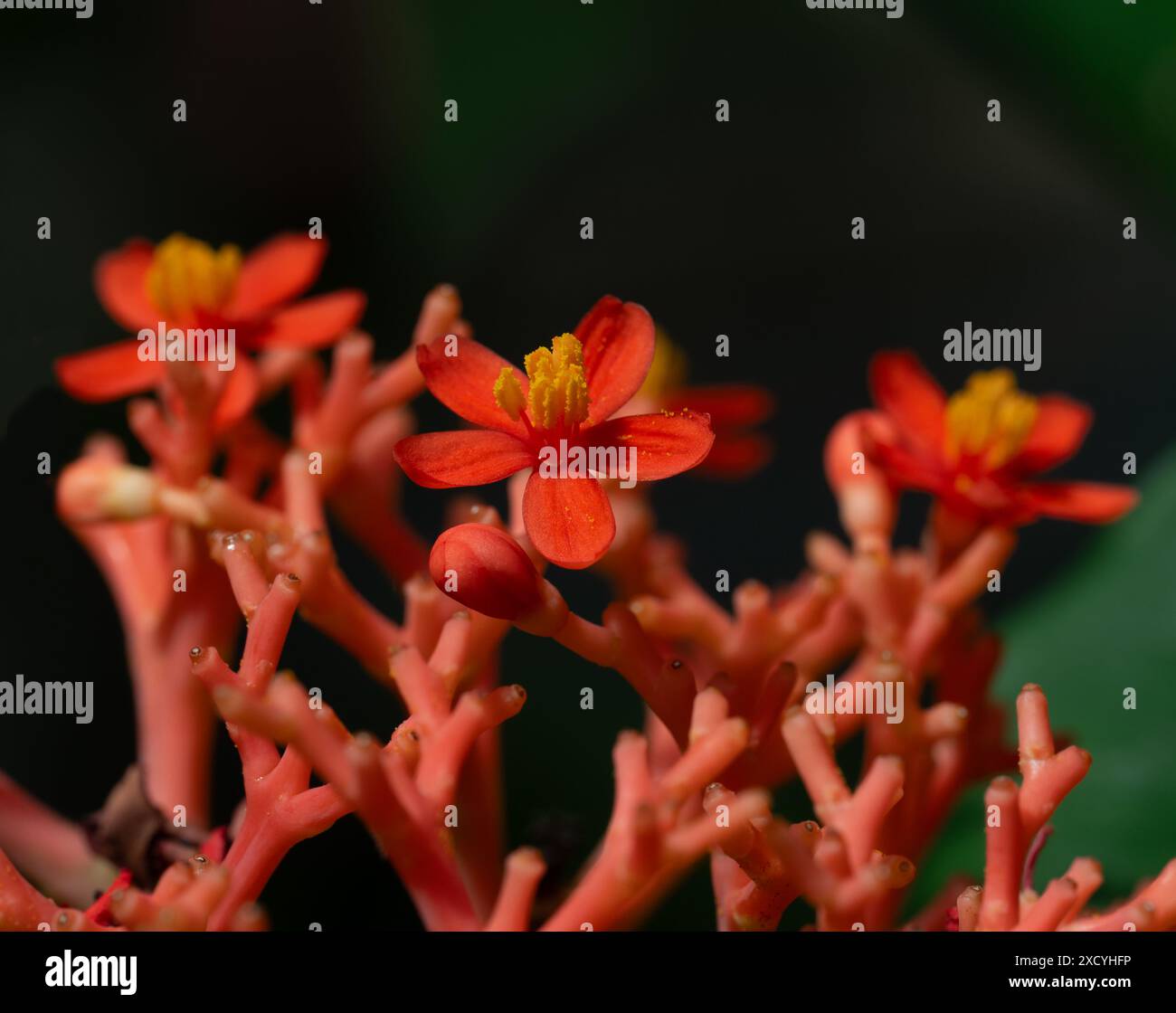 Buddhas Bauch Anlage oder Gicht Anlage (Jatropha podagrica), Euphorbiaceae. Botanischer Garten, KIT, Karlsruhe, Deutschland, Europa. Stockfoto